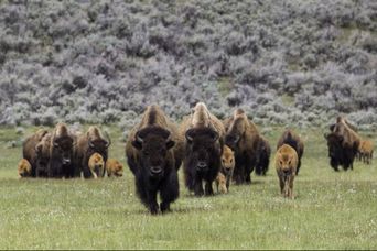 Watch bison on your private Yellowstone tour